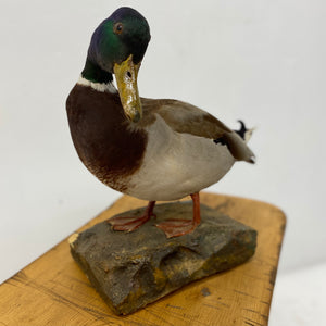 Taxidermy Drake Mallard