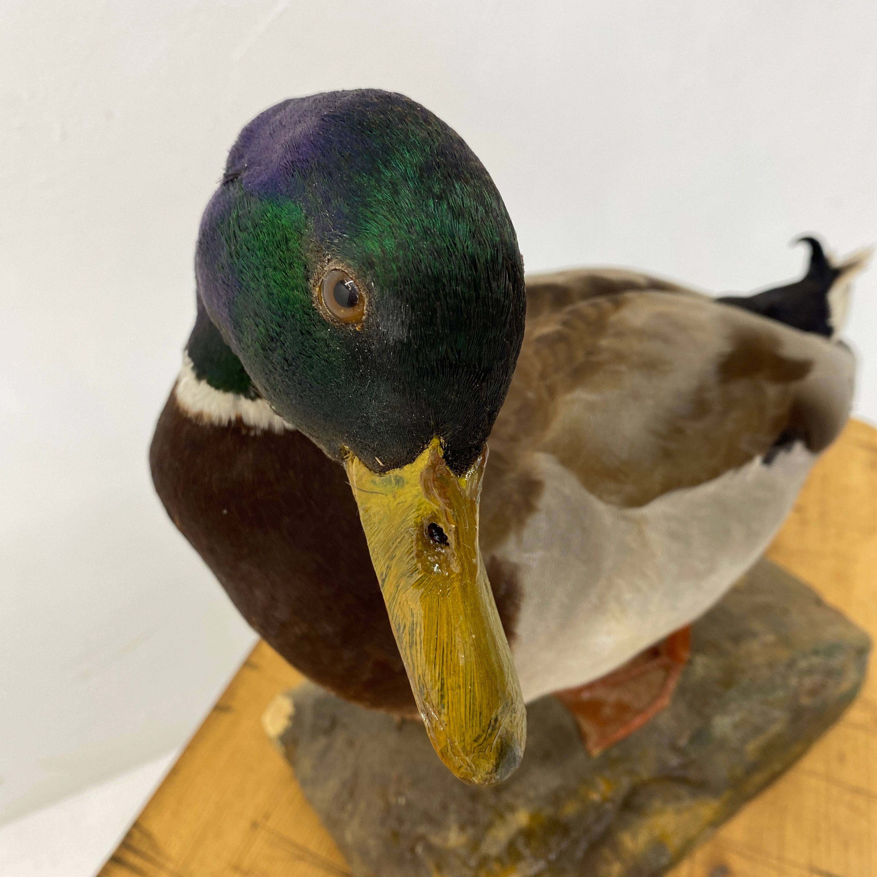 Head Of Taxidermy Drake Mallard