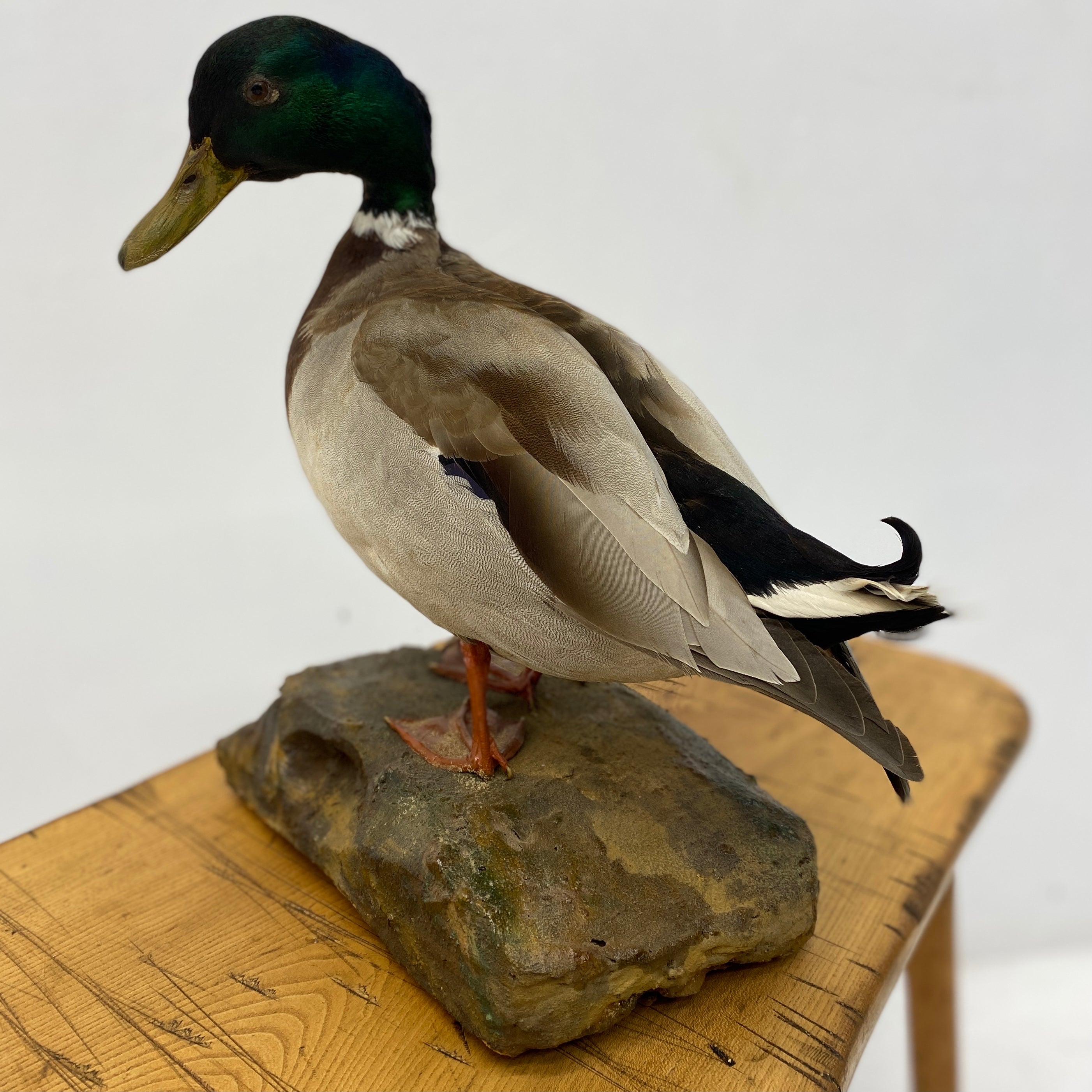 Feathers Of Taxidermy Drake Mallard