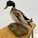 Load image into Gallery viewer, Feathers Of Taxidermy Drake Mallard
