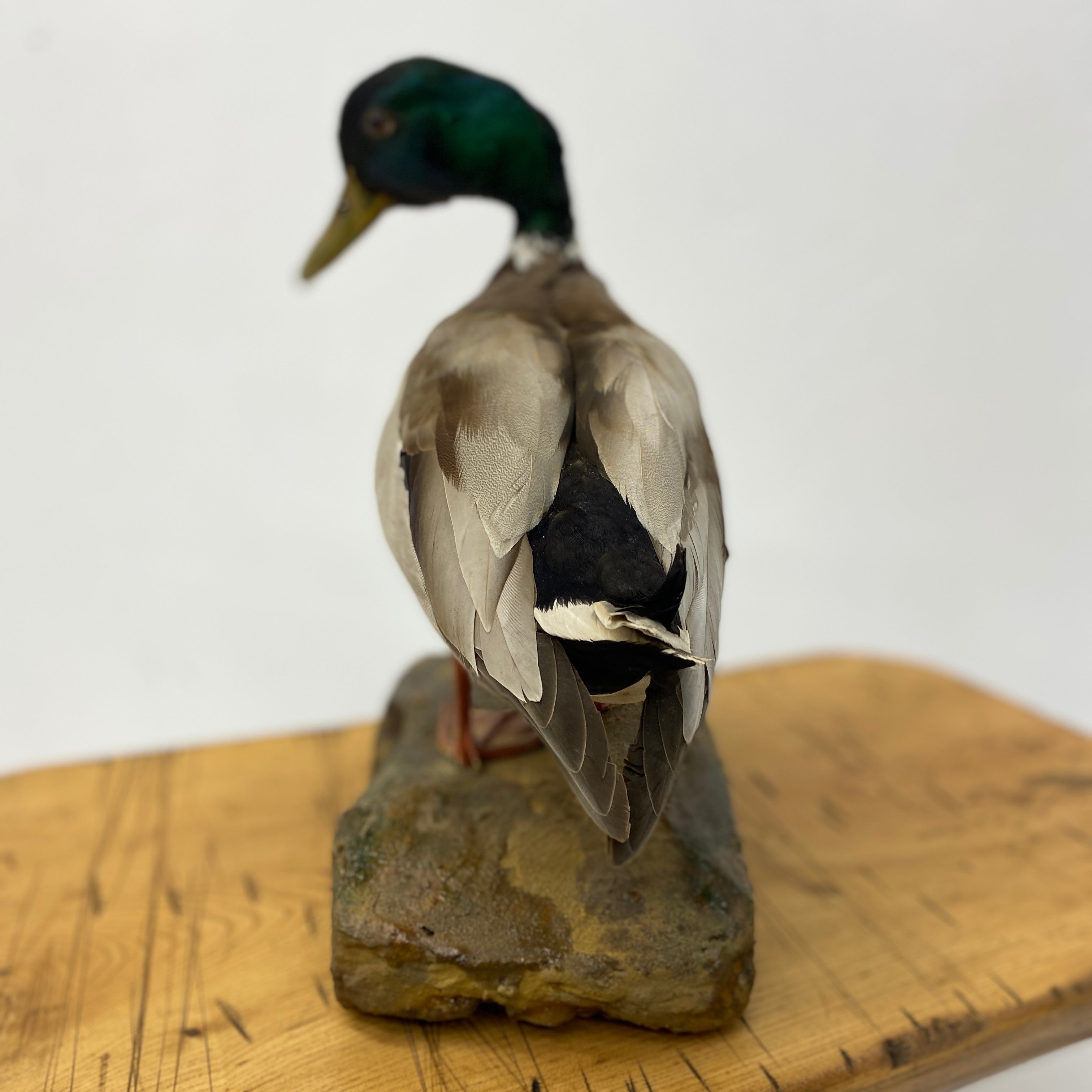 Tail Taxidermy Drake Mallard