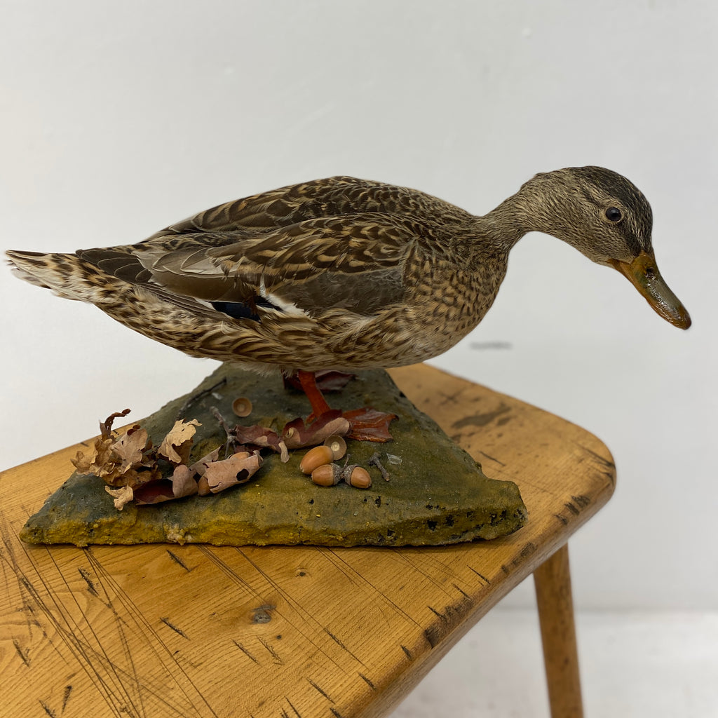 Taxidermy Hen Mallard