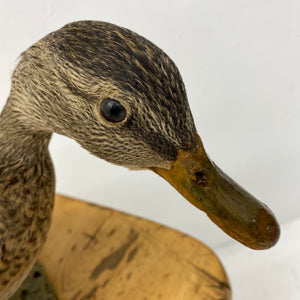 Head Of Taxidermy Hen Mallard