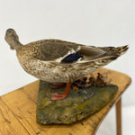 Load image into Gallery viewer, Feathers Of Taxidermy Hen Mallard

