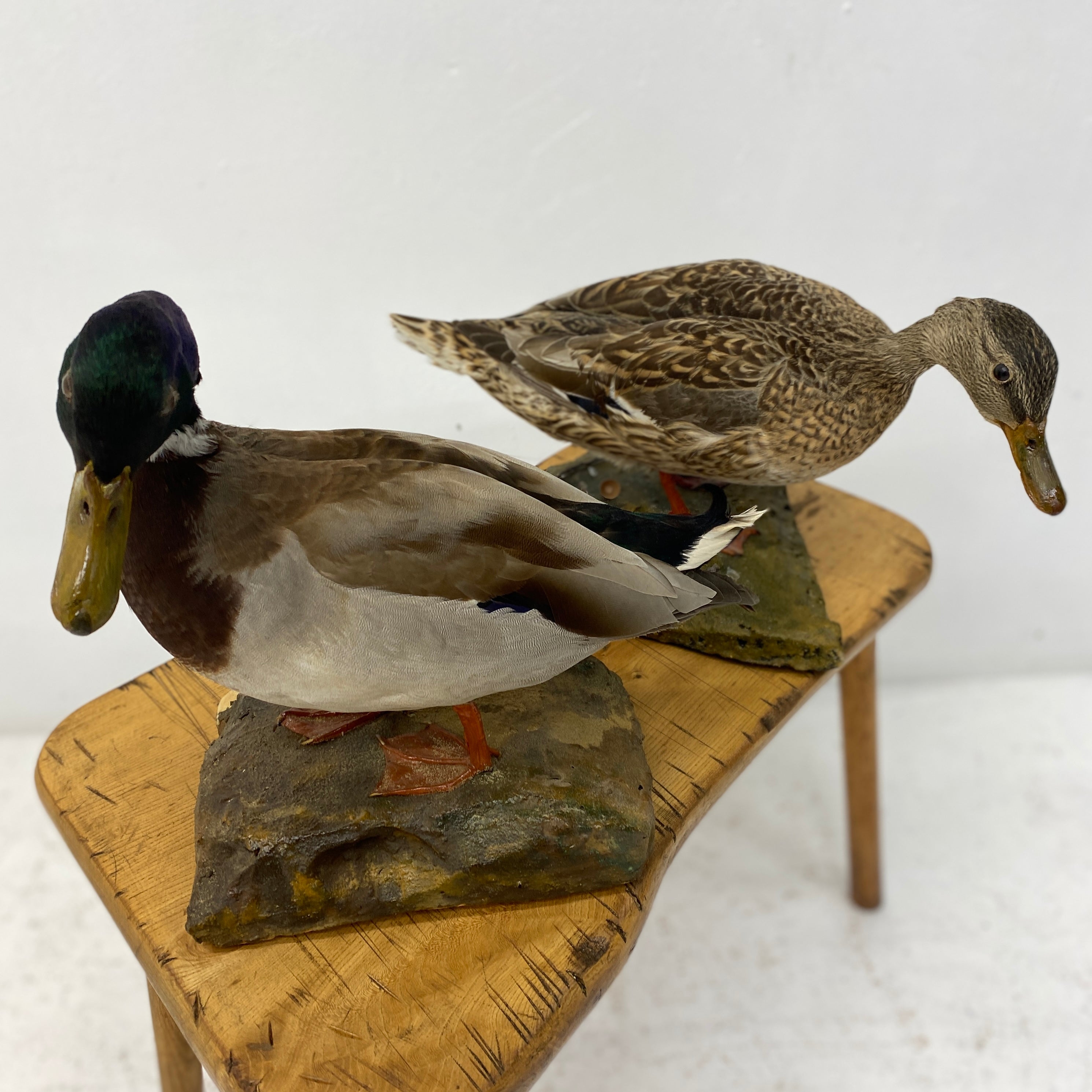 Two Ducks Taxidermy