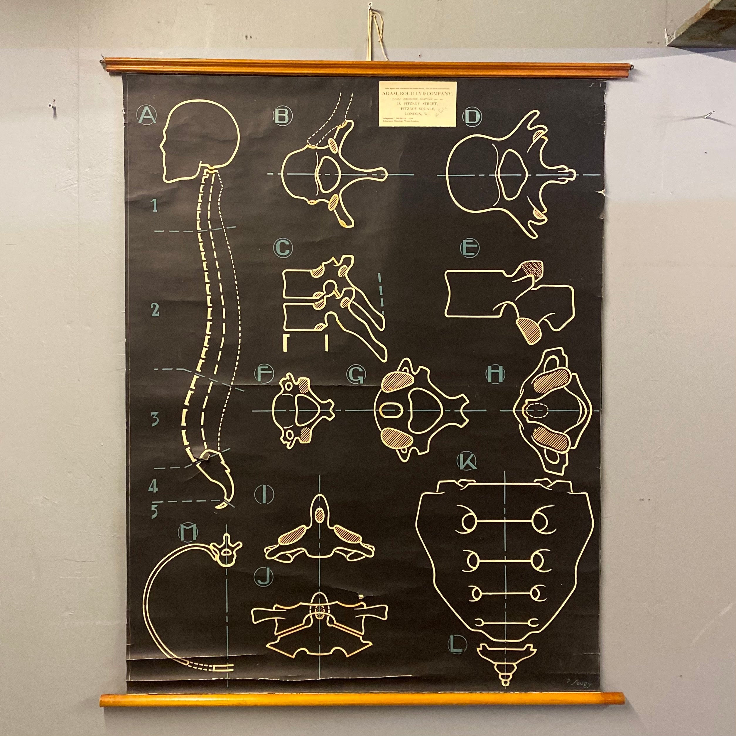 Medical Chart Vertebral Column