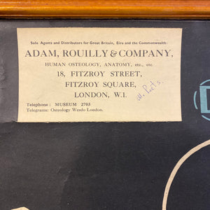 Adam Rouilly & Co Ltd London