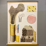 Load image into Gallery viewer, Medical Chart Bone Structure
