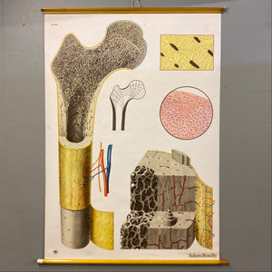 Medical Chart Bone Structure