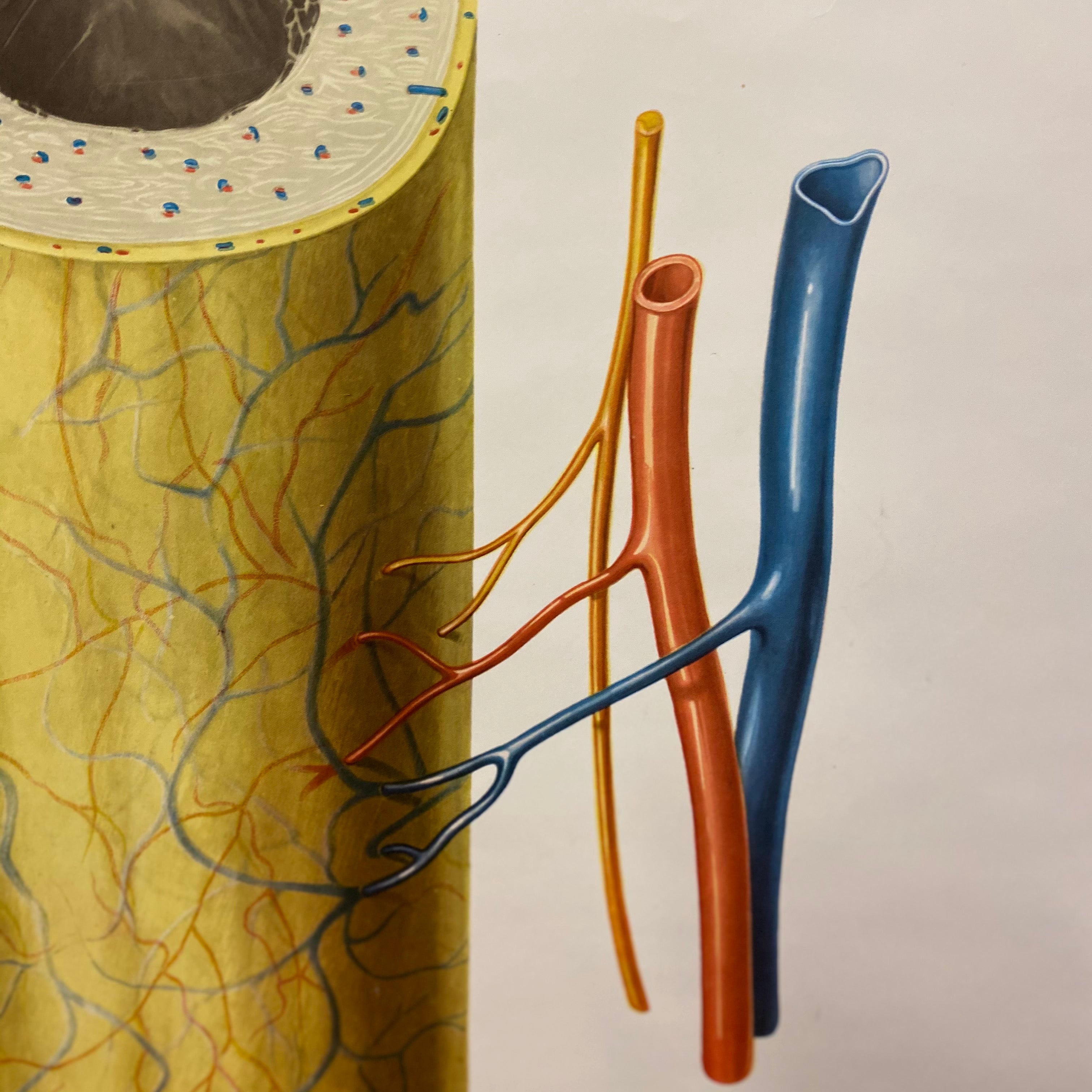 Medical Structure oF Bones