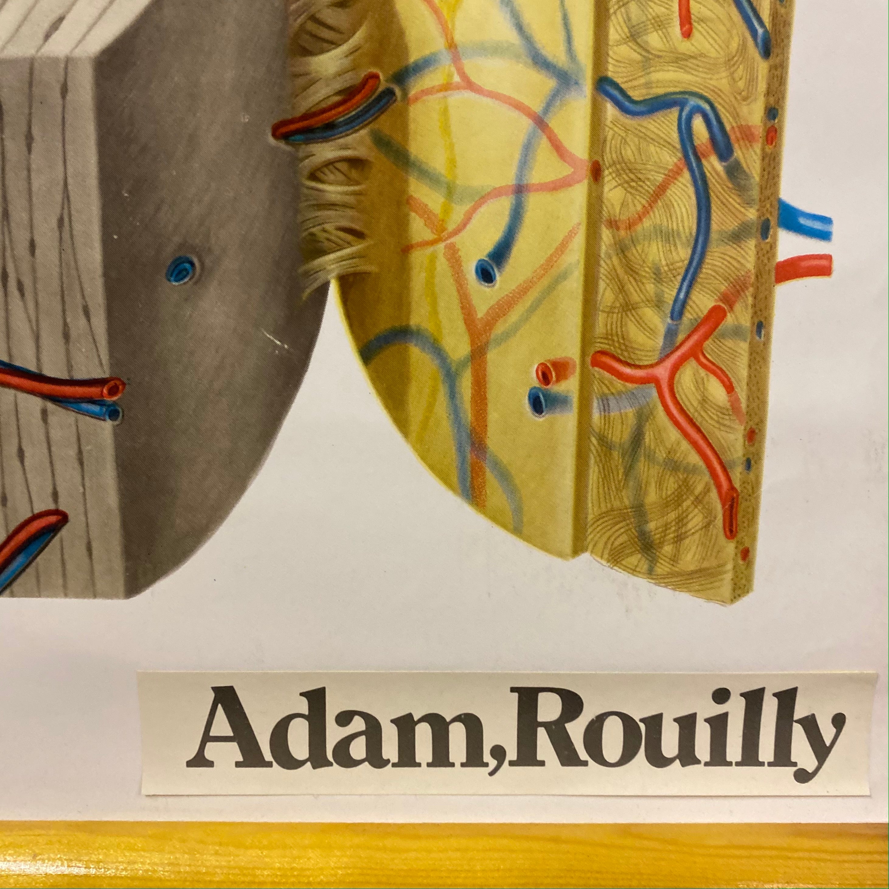 Adam Rouilly