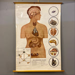 Load image into Gallery viewer, Endocrine System Medical Chart
