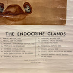 Load image into Gallery viewer, The Endocrine Glands
