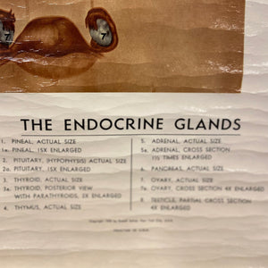 The Endocrine Glands